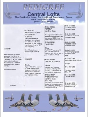 Central lofts , offer up a direct youngbird from champion breeder Blackpool Kittel