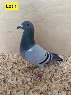 (A) lot 1 , GB 23 B 49056, blue hen