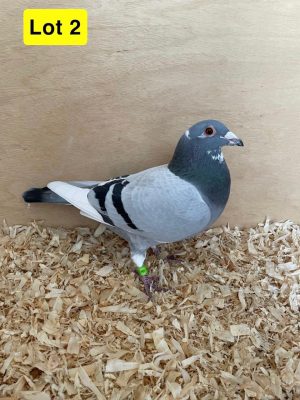 (B) Lot 2 , GB 23 B 49064 , Blue pied cock