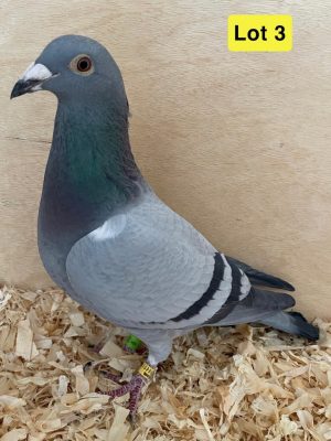 (C) Lot 3 , GB 23 B 49082, Blue hen