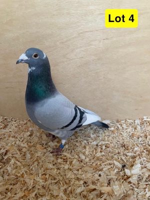 (D) Lot 4 , GB 22 B 38130 , blue pied cock