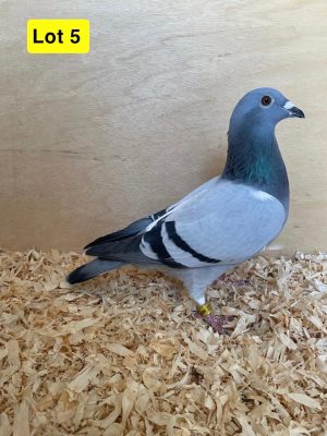 (E) Lot 5 , GB 24 B 58753 , Blue hen