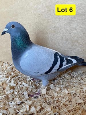 (F) lot 6 , GB 24 B 58752, Blue w/f hen