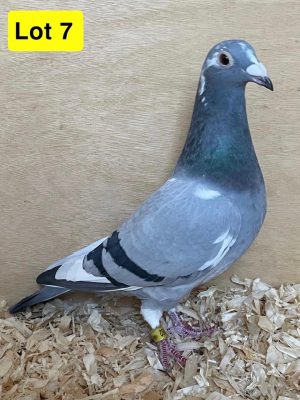 (G) Lot 7 , GB 24 B 58762, Blue pied hen