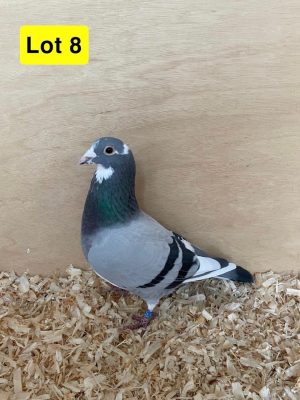 (H) Lot 8 , GB 22 B 38108, blue pied cock