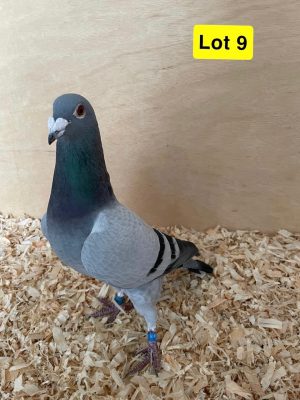 (I) Lot 9 , GB 21 B 47939, blue cock