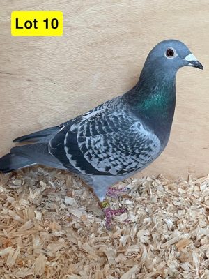 (J) Lot 10 , GB 24 B 58799 , blue cheq hen