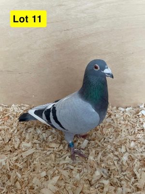 (K) Lot 11 , GB 21 B 47935, blue wf cock