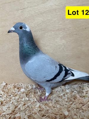 (L) lot 12 , GB 24 B 58717, blue pied hen