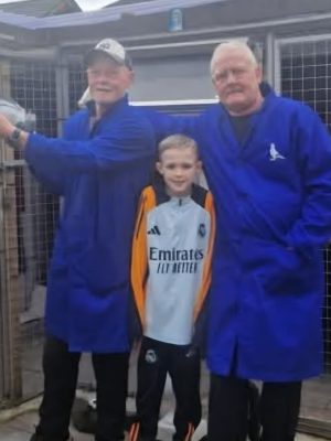 (Q) Lot 17 , 2x2026 ybs offered up by DMG Ferguson. This partnership been recently crowned the ulster fed old fanciers of the year. Top class season.