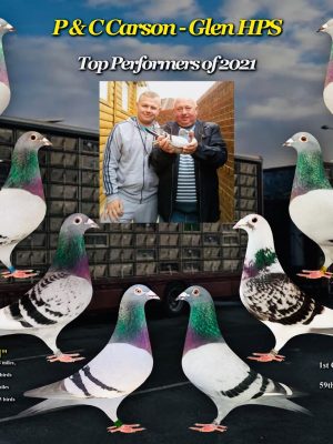 (C) Lot 3 , 2x 2026 youngbirds bred by P&C Carson. The partnership have topped the ulster federation & recently win the IHU meritorious award from Dale & Bude. Great achievement