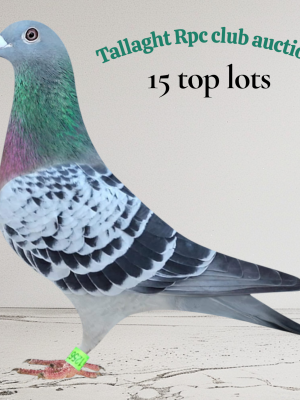 (O) Lot 15  Ray Matthews offers a pair of youngbirds  Ray flies in the Sallynoggin RPC and has won it all, oldbird averages, youngbird averages, section averages, to be honest, i havent got enough digits to count the amount of first clubs this man has won this past year, but he’s been the top loft in Section B more times than i could count, has also bred numerous winners for friends in the ISRF