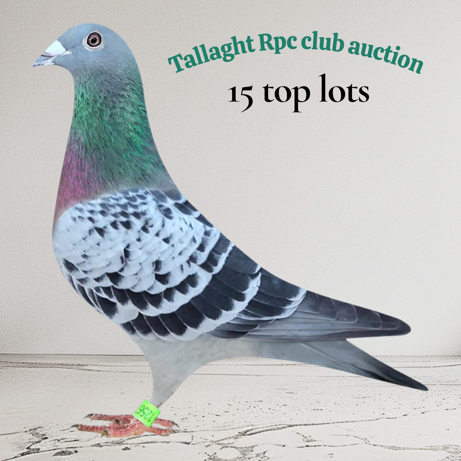 (K) Lot 11 Boland & Collier offer a pair of youngbirds Boland & Collier of East Wall & District offer a pair of youngbirds, this partnership won 9x1sts in 2025, yes thats right, 9x1sts. A super in form and winning loft. The winning bidder is sure to hit gold here.