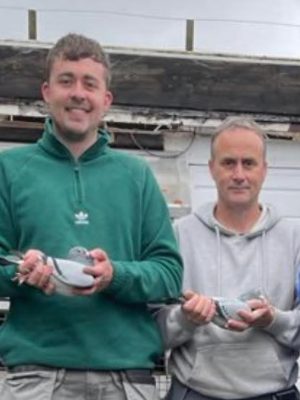 (N) Lot 14 , 1x2026 yb offered up by Kevin & Kristopher Rooney. These guys birds need no introduction,  breeding nipa , edc & isrf federation winners