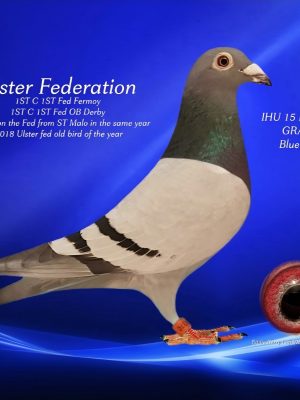 (H) Lot 8 , 1x 2026 yb bred by A&A Ferran. From his top racing and breeding cock Cain. Tony was runner up old bird fancier of the year 2025. Top class yb from the multiple federation team of A&A Ferran