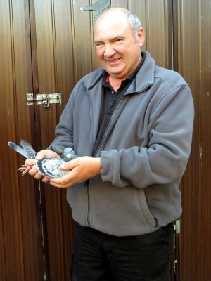 (B) Lot 2 , 1x yb bred by Ian Donaghy ,Ian Donaghy is a prominent and highly successful pigeon fancier based in Lisburn, competing within the Northern Ireland Provincial Amalgamation (NIPA) His achievements in the sport include 1st section D in the prestigious NIPA St Malo Old Bird National in 2022. Consistency: He frequently secures top positions in both club and section results, notably winning 1st Section D in various national races. Major Awards: In recognition of his performance, he has been awarded honors such as the H McVeigh Cup from the NIPA and the Kingswood Cup within the Ulster Federation. Pedigree of youngbird attached