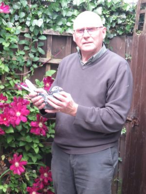 (L) Lot 12 , 1×2026 yb bred by Milne Mairs, Milne is a highly respected figure in the world of Irish pigeon racing, particularly known for his deep knowledge of Irish distance bloodlines.