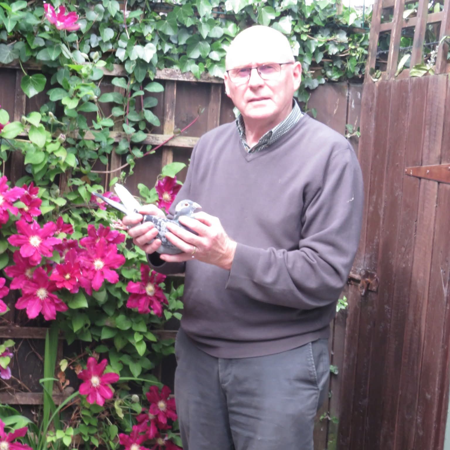 (L) Lot 12 , 1×2026 yb bred by Milne Mairs, Milne is a highly respected figure in the world of Irish pigeon racing, particularly known for his deep knowledge of Irish distance bloodlines.