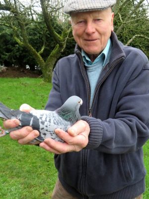 (N) Lot 14 , 1x yb bred by J Waring & Son , this partnership is a well-known racing pigeon partnership based in Lisburn. They are prominent members of the Lisburn & District H.P.S. and compete within the Northern Ireland Provincial Amalgamation (NIPA) and the Irish National Flying Club (INFC). Key Career Highlights The partnership is highly regarded for its success in “long-distance” and “channel” racing, where birds fly back to Ireland from locations in England, Wales, and France. INFC Gold Medal Winners: They were awarded a prestigious INFC Gold Medal in 2011 for a single pigeon that finished in the prizes of the Kings Cup (the premier long-distance race from France) four separate times. National Performance: In June 2024, they secured 15th Open in the NIPA Plougastel (France) National race with a velocity of 1019.20 yards per minute. Regional Success: They frequently feature in the top results for Section D of the NIPA, including a 4th Section placement in the challenging St Malo race in 2023. Longevity: Their records of competitive flying span decades, with notable placements in the Friendship National (Lamballe) as far back as 2018 and earlier.