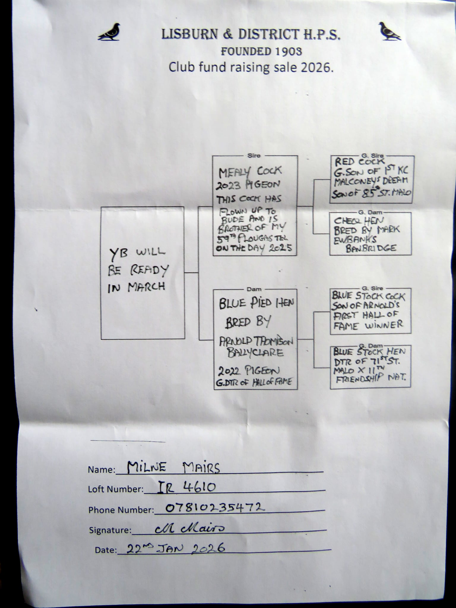 (L) Lot 12 , 1×2026 yb bred by Milne Mairs, Milne is a highly respected figure in the world of Irish pigeon racing, particularly known for his deep knowledge of Irish distance bloodlines. - Image 2