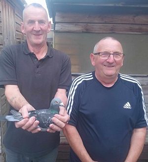 (H) Lot 8 , S&W English 1x2026 youngbird,  sire & dam pedigrees attached. SECTION D REPORT; ST. MALO  The Winner of Section D (32/115) from St. Malo was S&W English of Lisburn & District H.P.S. The partnership of brothers Willie & Sam Finish’s 1st Club, 1st Section (115 Birds) and 45th National N.I.P.A. (1,309 Birds) Pictured all smiles holding their Section D winner which is a yearling blue Cheq cock. He had 2 inland races from Fermoy & Pilmore Beach and across the channel to Talbenny. He is bred from the new bloodline that Mark Gilbert races to a Dam from good friend and clubmate Michael O’Reilly who also timed.  He was just let out on the open trap flying round the loft and not paired just calling a hen prior to the race. The duo was fortunate enough to time from all 3 French races which is a great achievement they are both great clubmen and great craic for the sport and well deserved. Many Congratulations to Section D Winners S&W English and Big congratulations to all Club Winners.