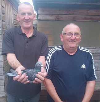 (H) Lot 8 , S&W English 1x2026 youngbird,  sire & dam pedigrees attached. SECTION D REPORT; ST. MALO  The Winner of Section D (32/115) from St. Malo was S&W English of Lisburn & District H.P.S. The partnership of brothers Willie & Sam Finish’s 1st Club, 1st Section (115 Birds) and 45th National N.I.P.A. (1,309 Birds) Pictured all smiles holding their Section D winner which is a yearling blue Cheq cock. He had 2 inland races from Fermoy & Pilmore Beach and across the channel to Talbenny. He is bred from the new bloodline that Mark Gilbert races to a Dam from good friend and clubmate Michael O’Reilly who also timed.  He was just let out on the open trap flying round the loft and not paired just calling a hen prior to the race. The duo was fortunate enough to time from all 3 French races which is a great achievement they are both great clubmen and great craic for the sport and well deserved. Many Congratulations to Section D Winners S&W English and Big congratulations to all Club Winners.