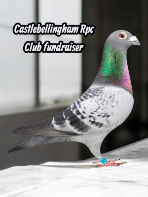 (S) Lot 19 , Ron Williamson offers up 1x2026 youngbird. Ron has a world class record.5 x 1st Irish National Flying Club (INFC), 1st Open King's Cup, and multiple 1st Open NIPA Old Bird Nationals from France, over 80x1st Nipa open wins up to 30,000 birds