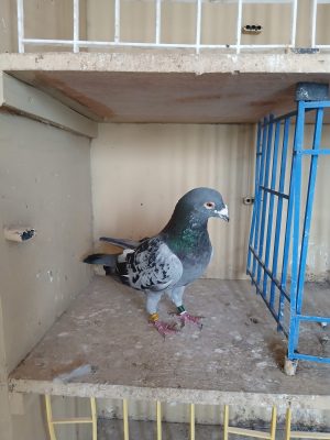 (A) Lot 1 , IHU 19 S 99809 , Cheq cock. Busschaert