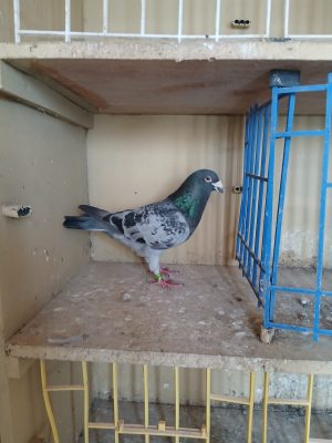 (C) Lot 3 , IHU 18 S 70095, cheq cock. Another one of our old Busschaert pigeons