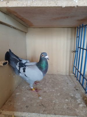 (D) Lot 4 , IHU 19 S 100701, blue cock, Direct from our hall of fame winner Patsy.