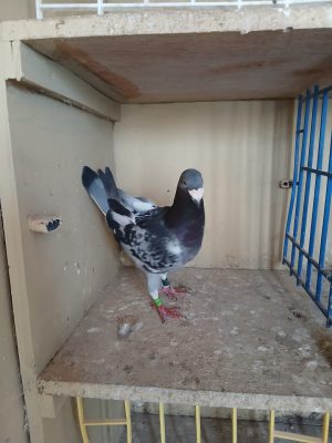 (H) Lot 8 , IHU 23 S 57649, cheq cock. Busschaert a winner himself before injury and stock.