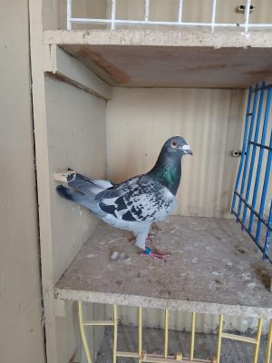 (I) Lot 9 , IHU 21 S 44895, cheq cock. Busschaert