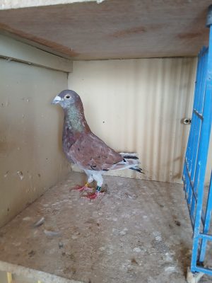 (J) Lot 10 , IHU 19 S 22863, Red cock. A cross with a Gerry O' Reilly pigeon. Flown to penzance before a close encounter with percy forced him to stock.