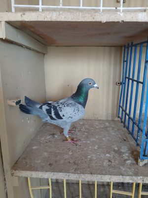 (O) Lot 15 , IHU 24 S 69061 Cheq cock. Bred for stock