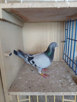 (P) Lot 16 , IHU 19 S 22871 blue hen. Busschaert she was a good racer prizewinner and first prizewinner on land and channel. Then stock.