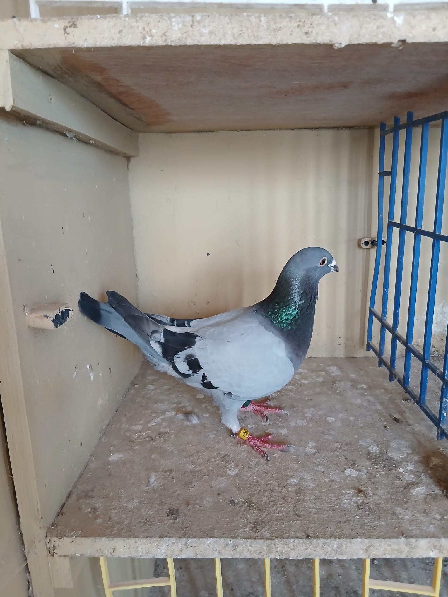 (P) Lot 16 , IHU 19 S 22871 blue hen. Busschaert she was a good racer prizewinner and first prizewinner on land and channel. Then stock.