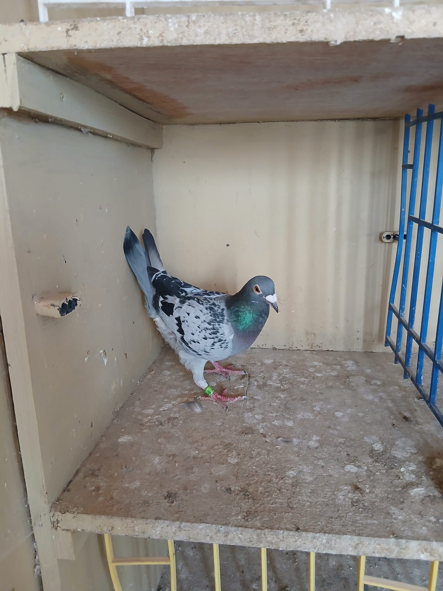 (Q) Lot 17 , IHU 18 S 66677 check hen. Busschaert from our old lines.