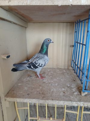 (R) lot 18 , GB 25 D 31759 cheq hen. Brought in this year from N Black and Sons