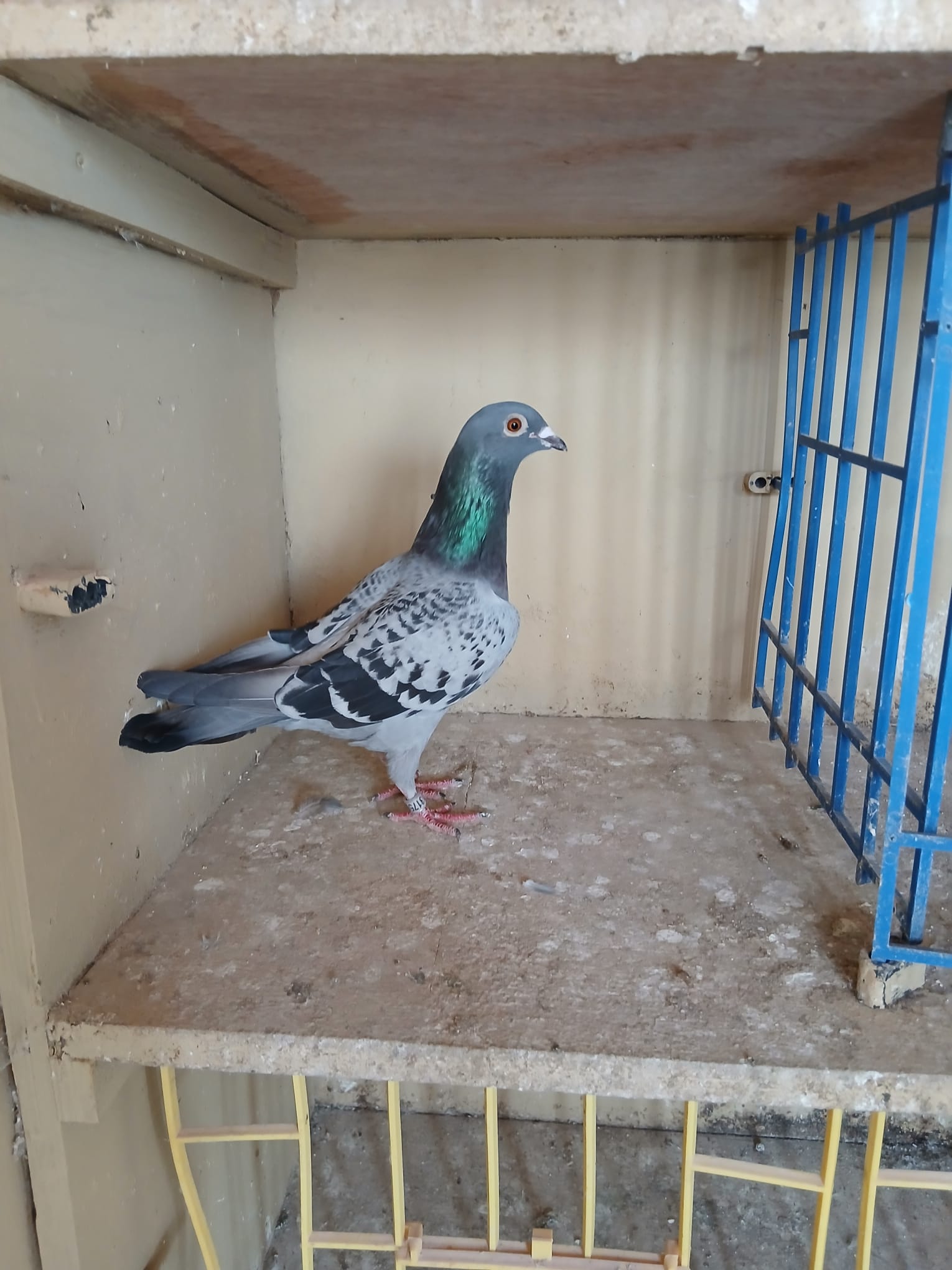 (R) lot 18 , GB 25 D 31759 cheq hen. Brought in this year from N Black and Sons