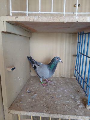 (S) Lot 19 , IHU 23 S 95575 blue hen. Always stock