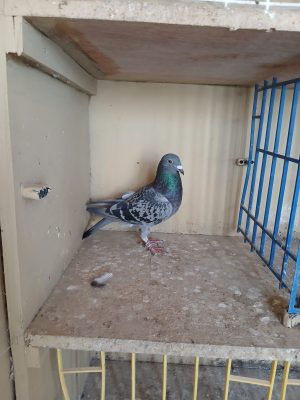 (Za) Lot 27 , IHU 25 S 45494 cheq hen. Sire a gift from my good friend Ronnie Williamson son of something else. Dam our winner of plagastal 2024 1st club 1st fed. 4th fastest bird in the liberation. Also winner of 16th fed St Malo 2023