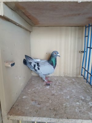 (Zb) Lot 28 , IHU 20 S 112923, blue hen. Busschaert bred for stock.