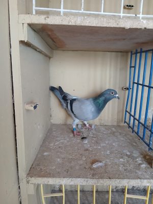 (Zc) Lot 29 , NEHU 21 HAR 1441 Blue hen. Busschaert bred by Lilley and Son of Hartlepool.