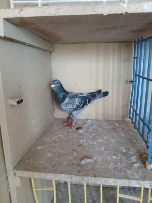 (Zd) Lot 30 , IHU 21 S 42758 cheq hen. Busschaert always stock.