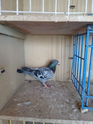 (Ze) Lot 31 , IHU 25 S 112914 cheq hen. Bred for stock