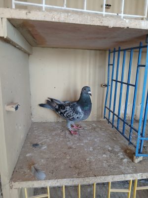 (Zf) Lot 32 , IHU 25 S 45496 cheq hen , bred for stock
