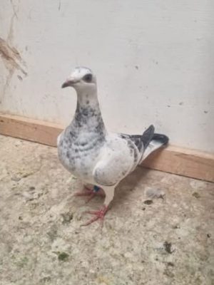 (F) lot 6 , John Farrell, offers up a top class youngbird.