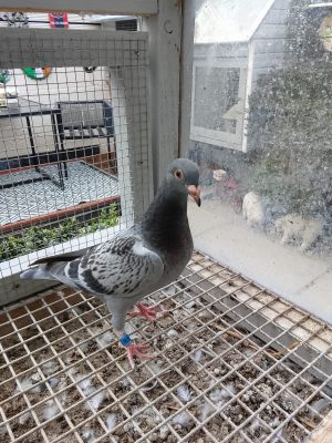 (E) Lot 5. G&P ODowd, IHU26 S  ISRF channel champion 2025 bred from their No1. Pair, this pair have bred an Open winner, 7 induvial first prizes off the channel, winners up the land, & a pigeon to win the Seamus Lehane trophy for the best channel pigeon IHU Southern Region.