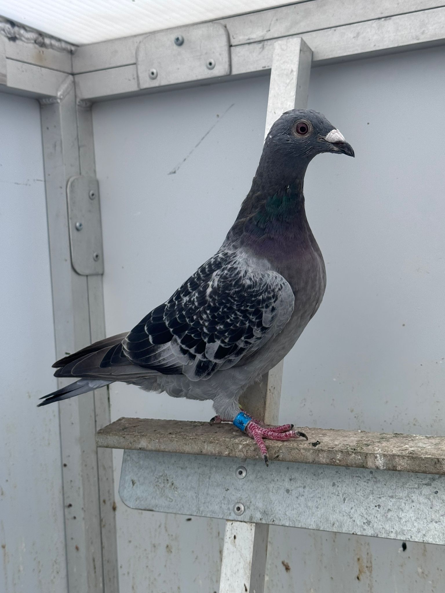 (C) lot 3 , IHU 26 S 054452 , cheq cock, bred my Sean O'Driscoll, direct of 'The Dark Knight'. Pedigree attached - Image 2