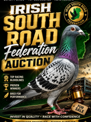(O) Lot 15 , Pat Byrne offers up 1x2027 youngbird